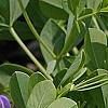 Baptisia australis, flowers