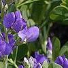 Baptisia australis, flowers