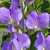 Baptisia australis, flowers
