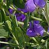 Baptisia australis, flowers