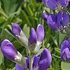Baptisia australis, flowers