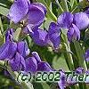 Baptisia australis, flowers