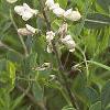Baptisia alba, habit
