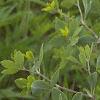 Baptisia alba, habit