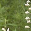 Baptisia alba, habit