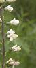 Baptisia alba, habit