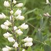 Baptisia alba, habit