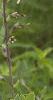 Baptisia alba, habit
