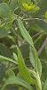 Baptisia alba, habit