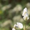 Baptisia alba, flowers