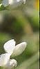Baptisia alba, flowers