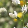 Baptisia alba, flowers