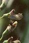 Baptisia alba, flowers