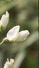 Baptisia alba, flowers