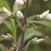 Baptisia alba, flowers