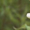 Baptisia alba, flowers