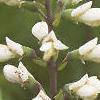 Baptisia alba, flowers