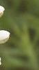 Baptisia alba, flowers