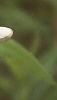 Baptisia alba, flowers
