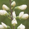 Baptisia alba, flowers