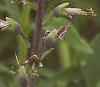 Baptisia alba, flowers
