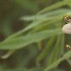 Baptisia alba, flowers
