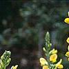 Baptisia sphaerocarpa, habit