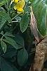 Baptisia sphaerocarpa, habit