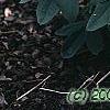 Baptisia sphaerocarpa, habit