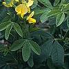 Baptisia sphaerocarpa, habit