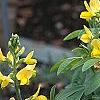 Baptisia sphaerocarpa, habit