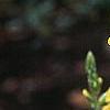 Baptisia sphaerocarpa, flowers