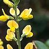 Baptisia sphaerocarpa, flowers