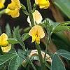 Baptisia sphaerocarpa, flowers
