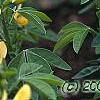 Baptisia sphaerocarpa, flowers