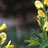 Baptisia sphaerocarpa, flowers