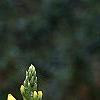 Baptisia sphaerocarpa, flowers