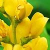 Baptisia sphaerocarpa 'Screamin' Yellow', flowers