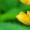 Baptisia sphaerocarpa 'Screamin' Yellow', flowers