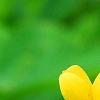 Baptisia sphaerocarpa 'Screamin' Yellow', flowers