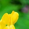 Baptisia sphaerocarpa 'Screamin' Yellow', flowers