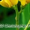 Baptisia sphaerocarpa 'Screamin' Yellow', flowers