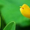 Baptisia sphaerocarpa 'Screamin' Yellow', flowers