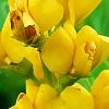 Baptisia sphaerocarpa 'Screamin' Yellow', flowers