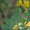 Caragana arborescens, flowers
