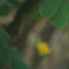 Caragana arborescens, flowers
