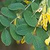 Caragana arborescens, flowers