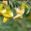 Caragana pygmaea, flowers