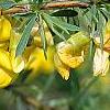 Caragana pygmaea, flowers