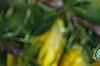 Caragana pygmaea, flowers